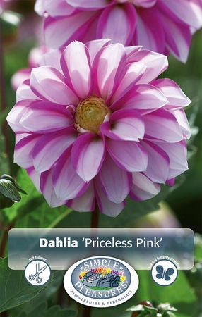 Dahlia Priceless Pink | 12 pce