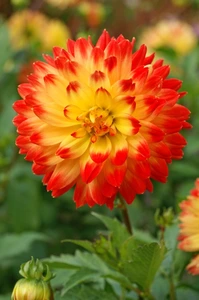 Dahlia Procyon