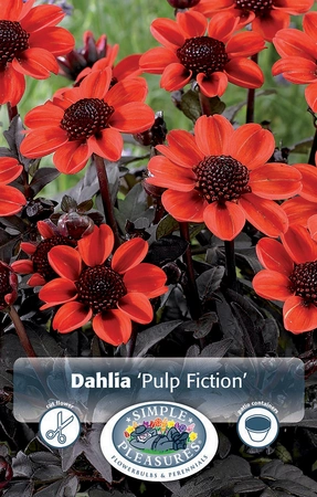 Dahlia Pulp Fiction | 12 pce