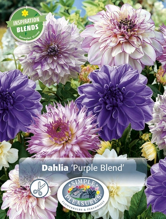 Dahlia Purple Blend | Capper 5 x 16