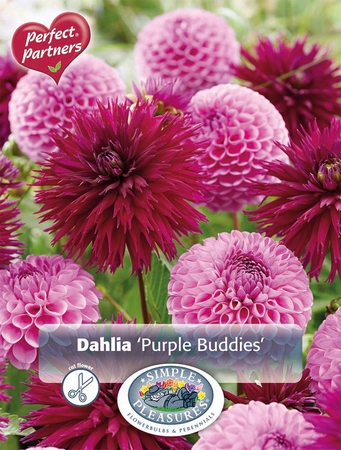 Dahlia Purple Buddies | Capper 5 x 16