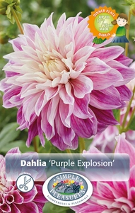 Dahlia Purple Explosion | 12 pce