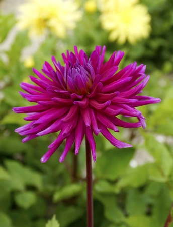 Dahlia Purple Gem