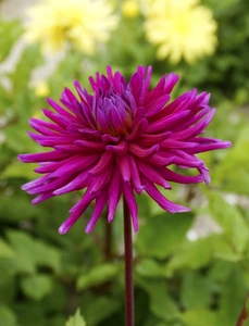 Dahlia Purple Gem | 15 pce