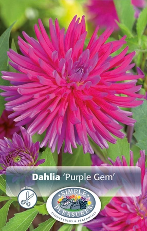 Dahlia Purple Gem | 12 pce