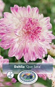 Dahlia Que Sera | 12 pce