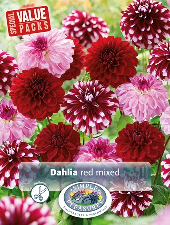 Dahlia Red Mixed | Capper 5 x 16