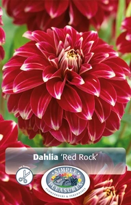 Dahlia Red Rock | 12 pce