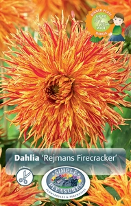 Dahlia Rejmans Firecracker | 24 pce