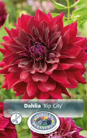 Dahlia Rip City | 12 pce