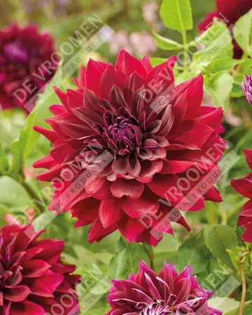 Dahlia Rip City | 75 pce