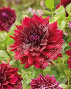 Dahlia Rip City | 75 pce