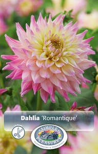 Dahlia Romantique | 12 pce