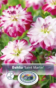 Dahlia Saint Martin | 12 pce