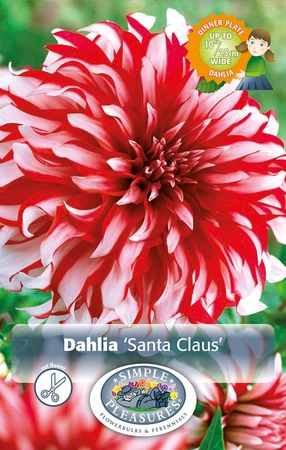 Dahlia Santa Claus | 12 pce