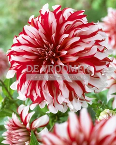 Dahlia Santa Claus