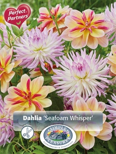 Dahlia Seafoam Whisper | Capper 5 x 16