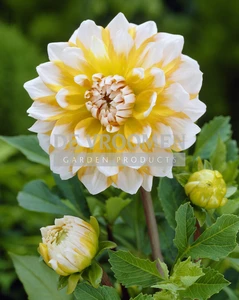 Dahlia Seattle