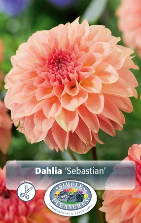 Dahlia Sebastian | 12 pce