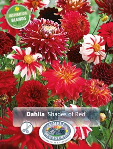 Dahlia Shades of Red Blend | Capper 5 x 16