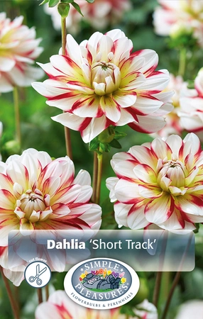 Dahlia Short Track | 12 pce