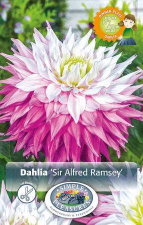 Dahlia Sir Alfred Ramsey | 24 pce