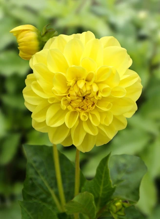 Dahlia Sisa