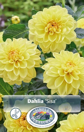 Dahlia Sisa | 12 pce