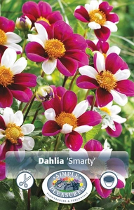 Dahlia Smarty | 12 pce