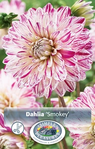 Dahlia Smokey | 12 pce