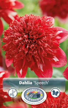 Dahlia Speech | 12 pce