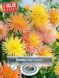 Dahlia Star Mixed | Capper 5 x 16