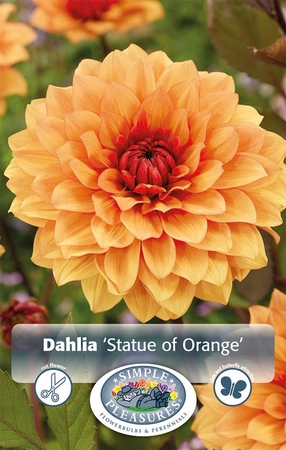 Dahlia Statue of Orange | 12 pce