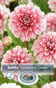 Dahlia Strawberry Cream | 12 pce