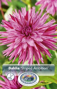 Dahlia Striped Ambition | 24 pce