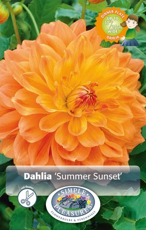 Dahlia Summer Sunset | Capper 5 x 16