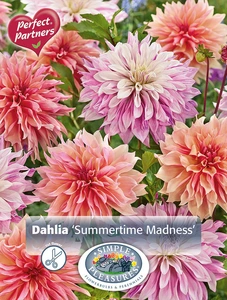 Dahlia Summertime Madness | Capper 5 x 16