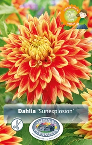 Dahlia Sun Explosion | 12 pce