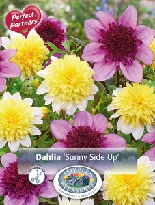 Dahlia Sunny Side Up | Capper 5 x 16