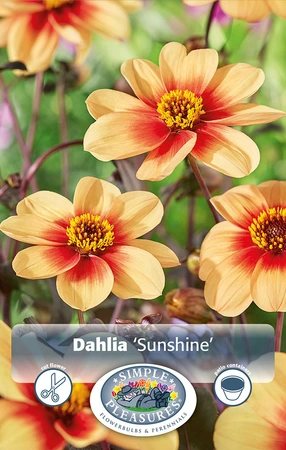 Dahlia Sunshine | 12 pce