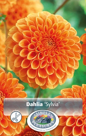 Dahlia Sylvia | 12 pce