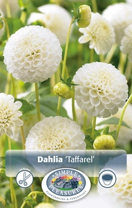 Dahlia Taffarel | 12 pce