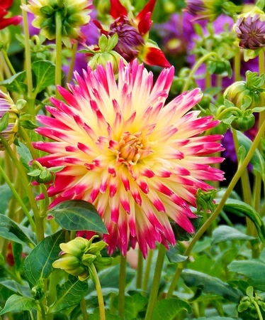 Dahlia Tahiti Sunrise