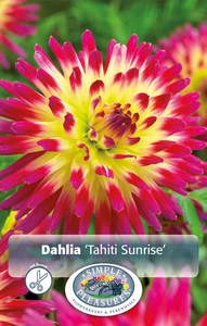 Dahlia Tahiti Sunrise | 12 pce