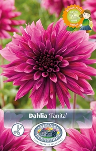 Dahlia Tanita | 12 pce