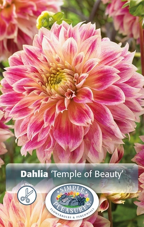 Dahlia Temple of Beauty | 12 pce