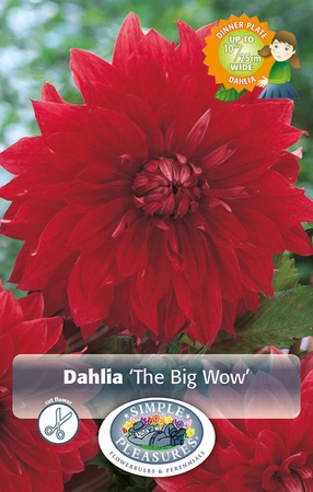 Dahlia The Big Wow | 24 pce