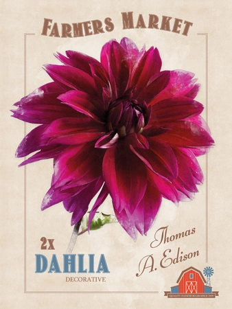 Dahlia Thomas A. Edison | Capper 5 x 16