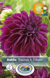 Dahlia Thomas A. Edison | Capper 5 x 16