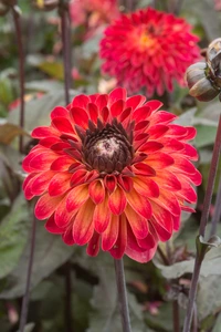 Dahlia Tirza